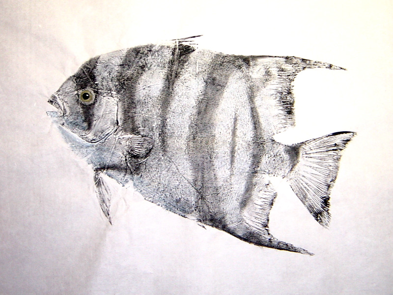 Atlantic Spadefish Gyotaku Art
