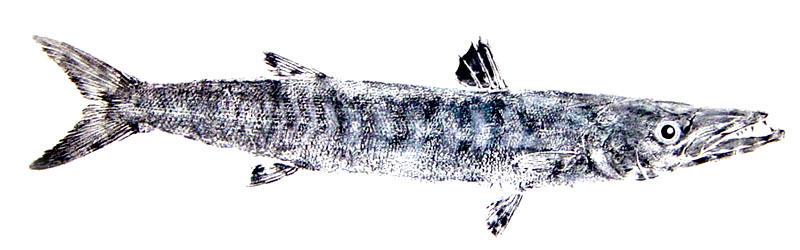 Barracuda Fishing - barracuda art