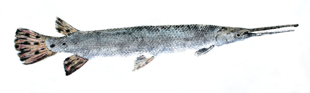 Longnose Gar Fishing - Gar art