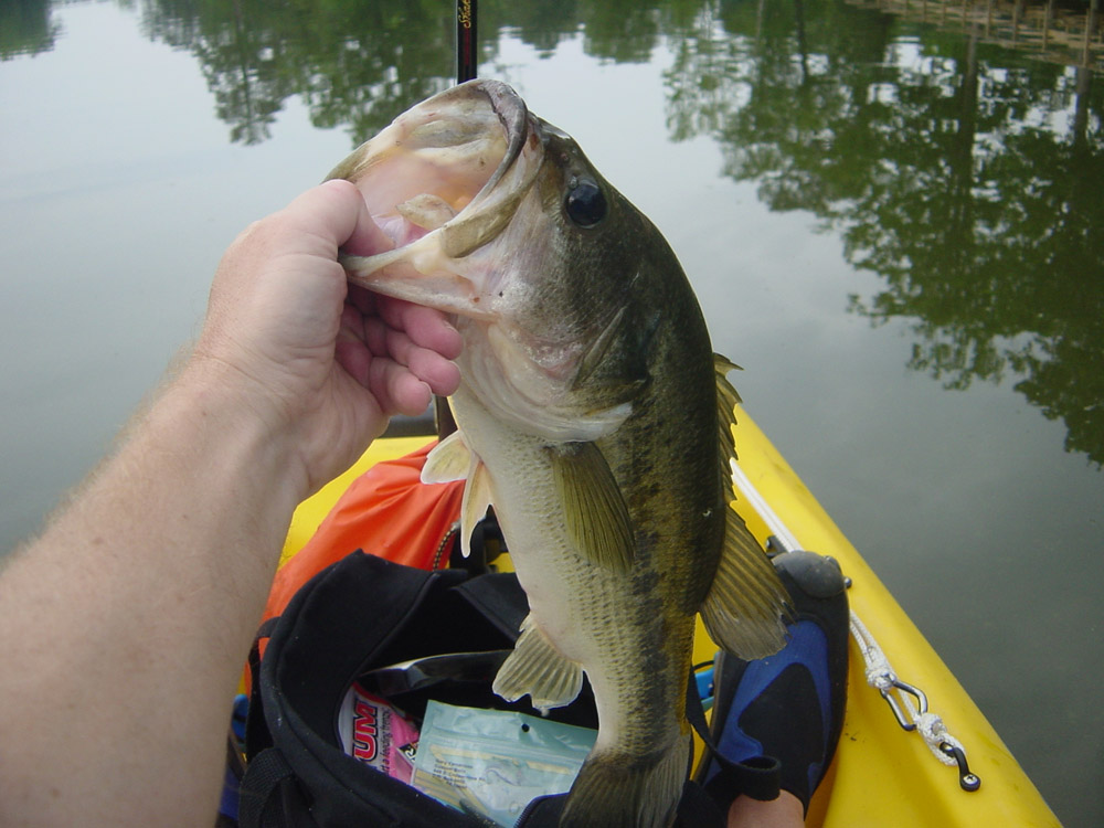 Largemouth Bass fishing in Virginia
