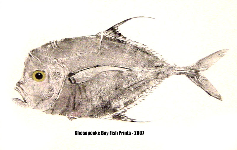 Moonfish Fishing - moonfish art