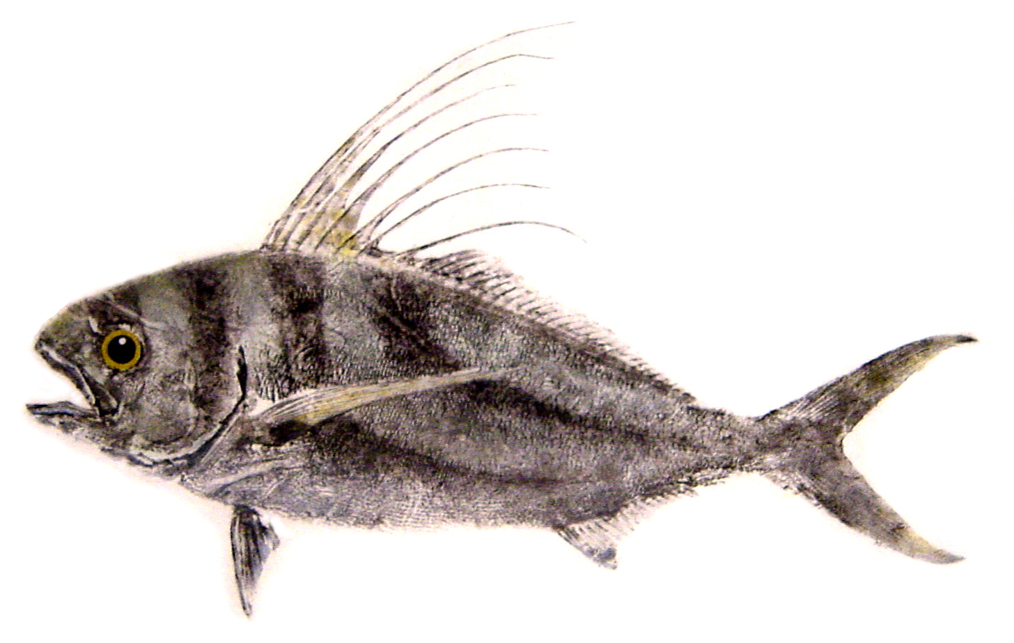 Roosterfish fishing - roosterfish gyotaku - roosterfish art