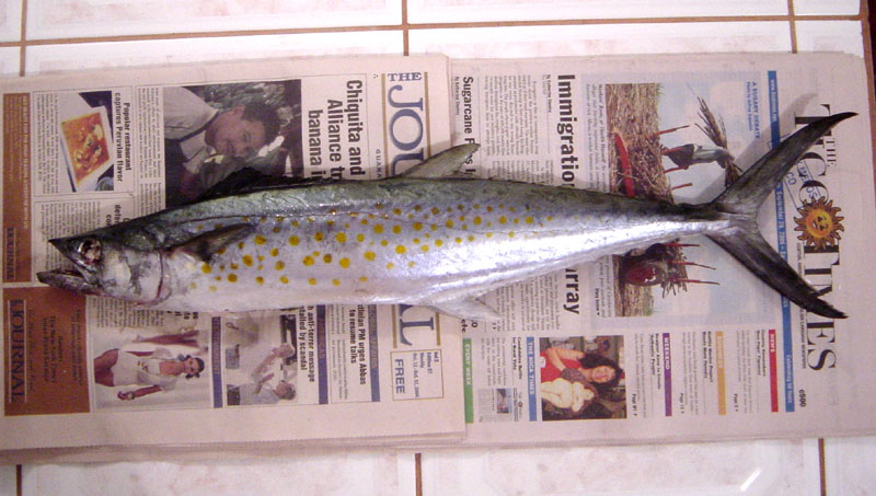 Sierra Mackerel Fishing - Sierra Mackerel art