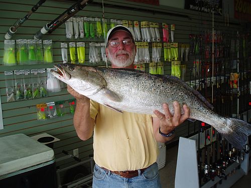 Speckled Trout Fishing - Speckled Trout art