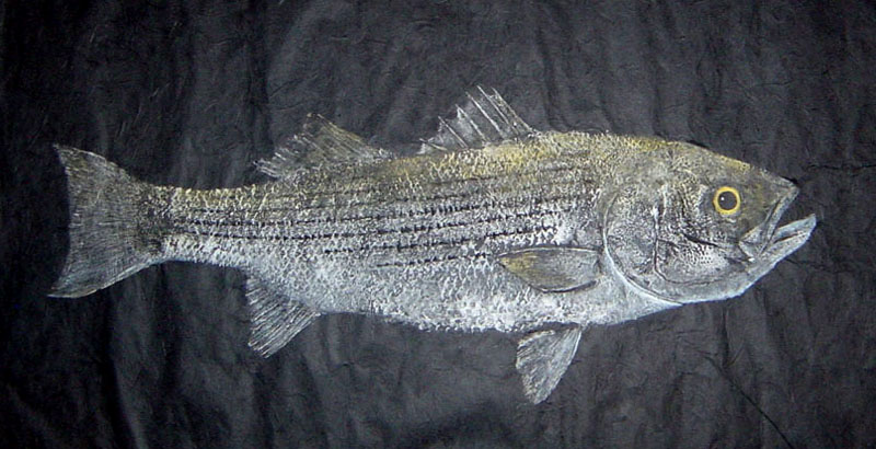 Striped Bass Fishing - rockfish art