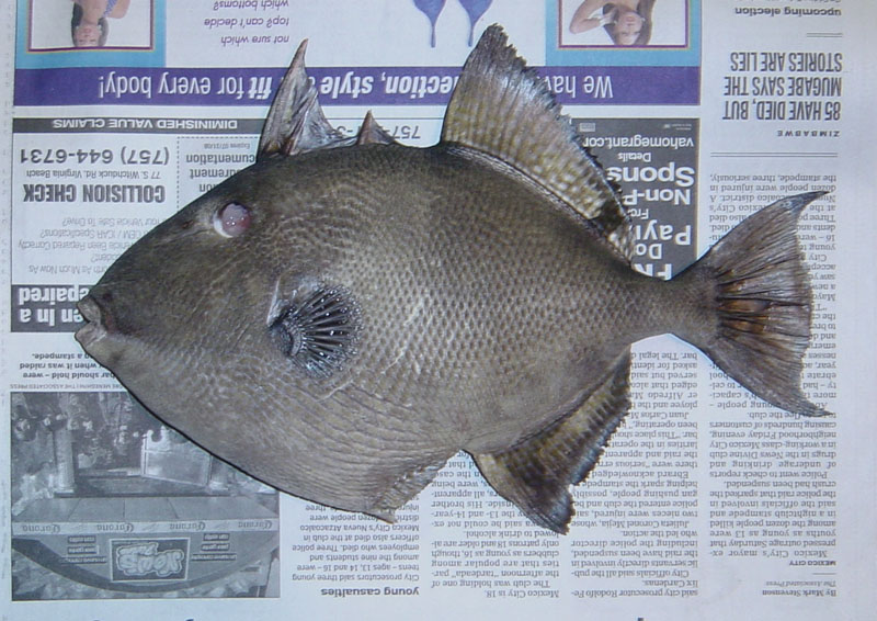 Triggerfish Fishing - Triggerfish art