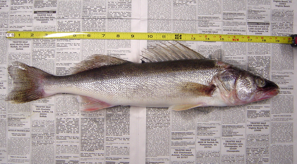 Walleye Fishing - Walleye photo