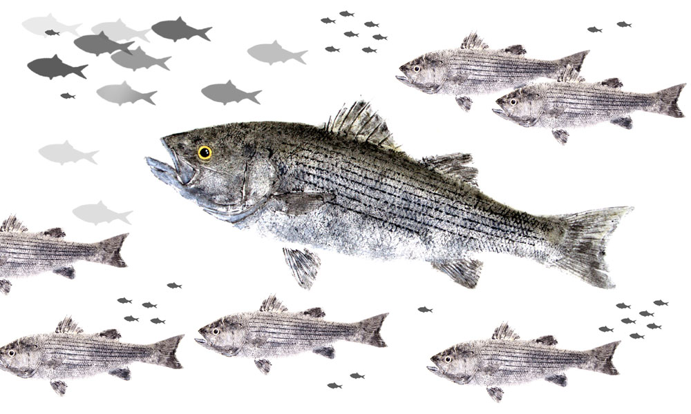 Striped Bass Limited Edition Print