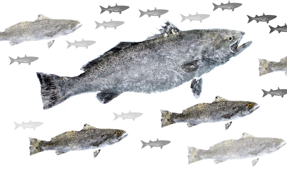 Speckled Trout Limited Edition Print