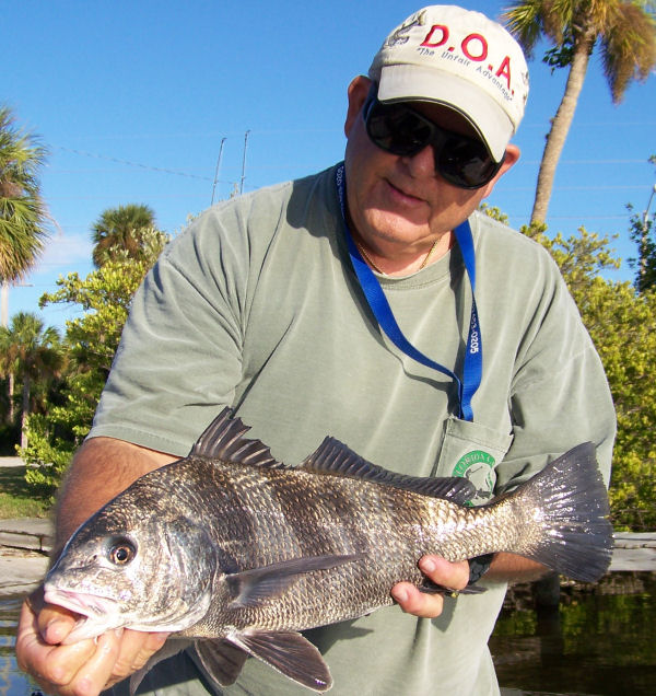 Black Drum Fishing - black drum art