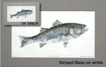Striped Bass Giclee Print