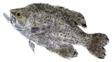 Crappie giclee prints and tshirts