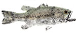 Largemouth Bass giclee prints and tshirts