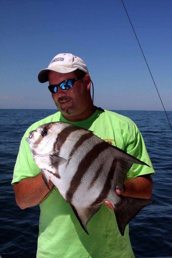 Atlantic Spadefish Fishing - spadefish art