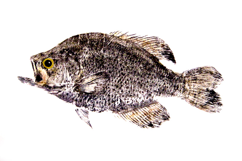 Black Crappie Fishing - Crappie art