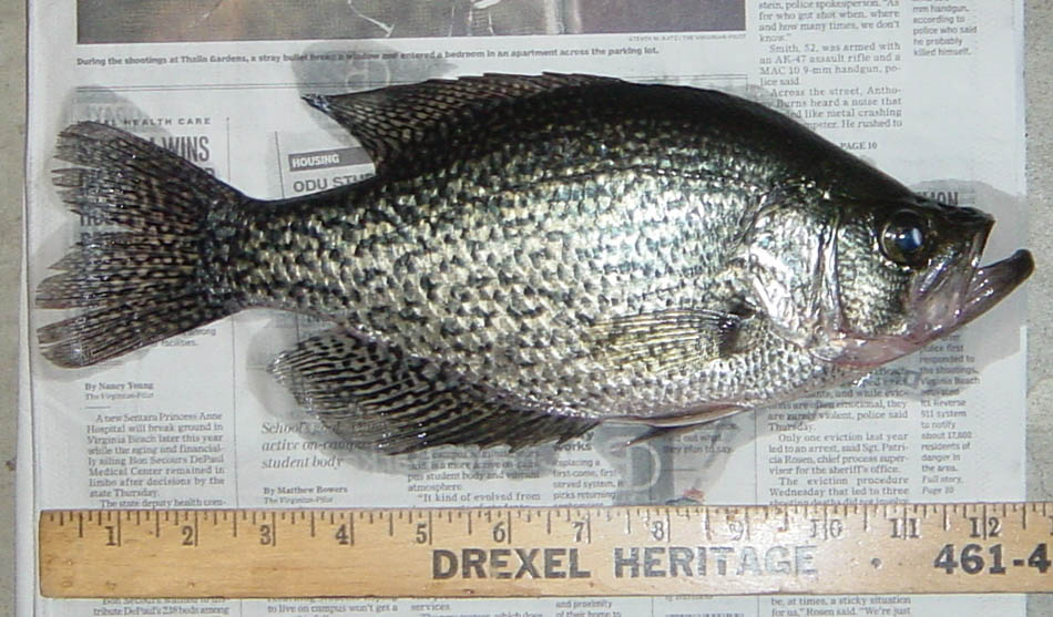 Black Crappie fishing in Virginia