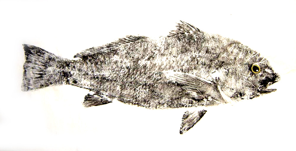 Black Drum Fishing - black drum art