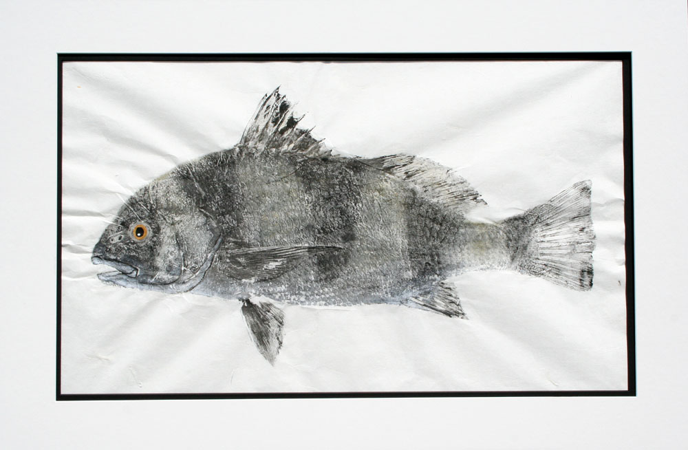 Black Drum Fishing - black drum art
