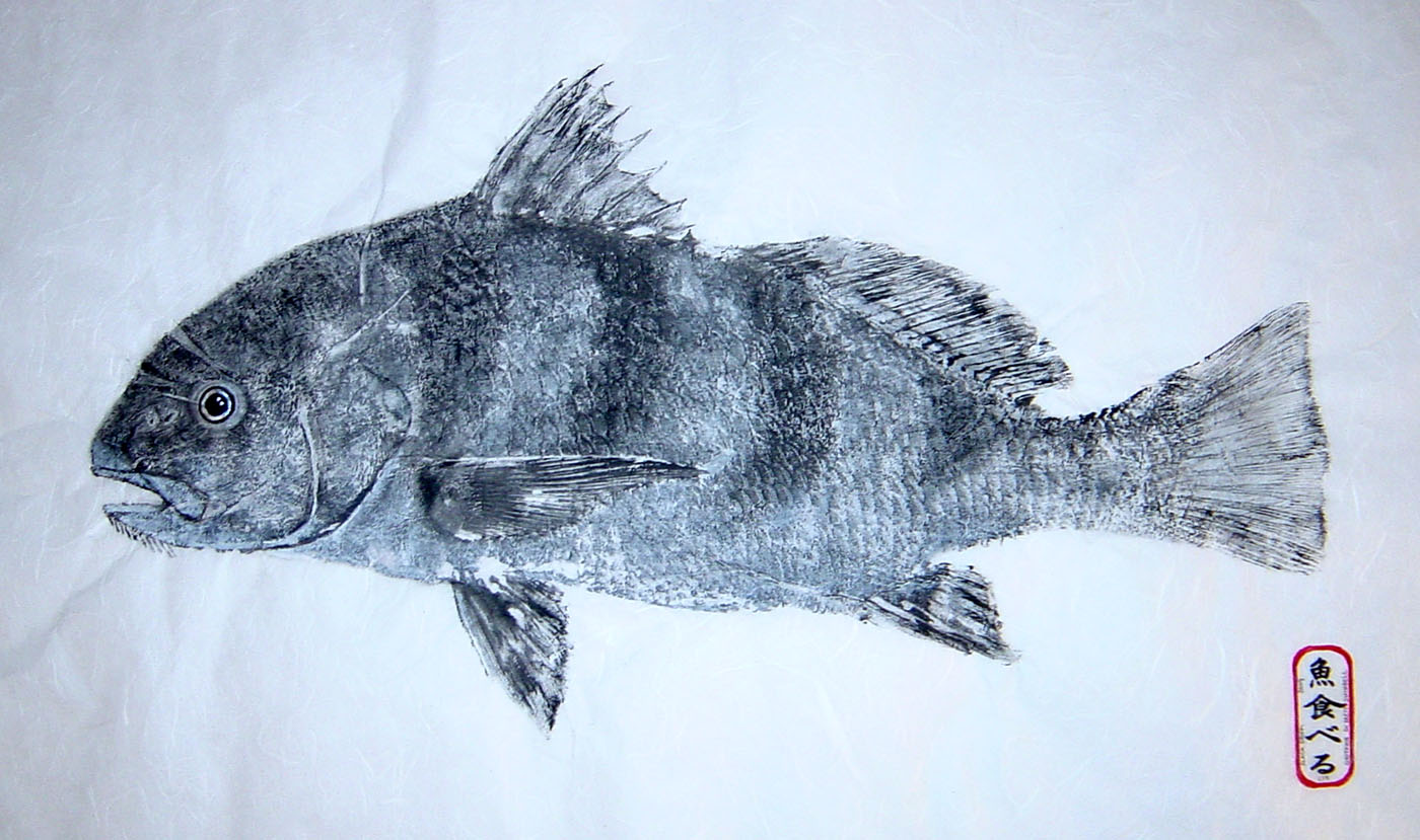 Black Drum Fishing - black drum art