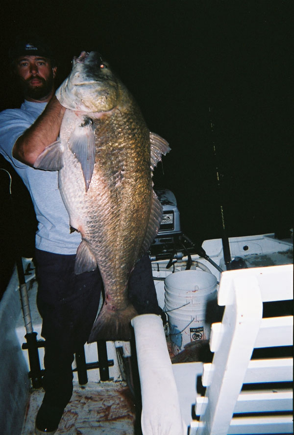 Black Drum Fishing - black drum art