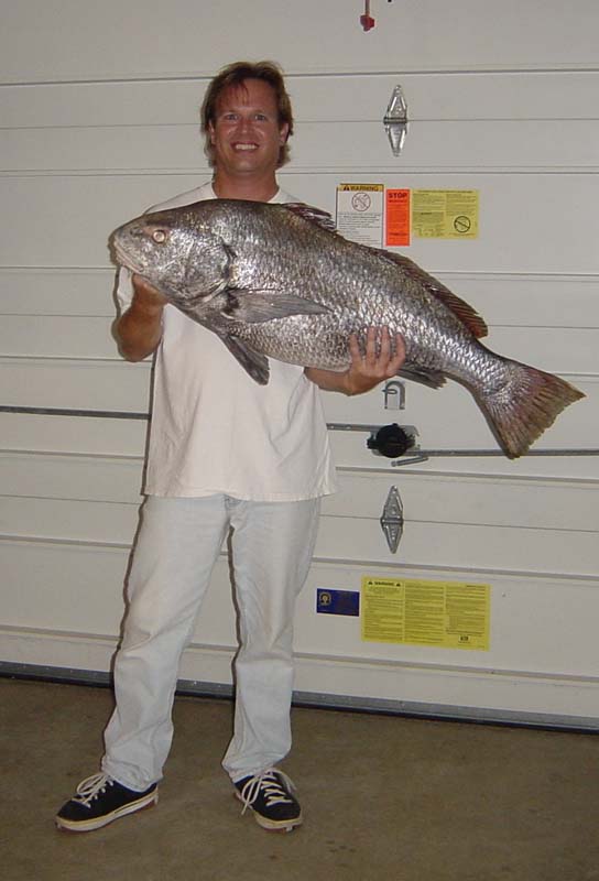 Black Drum Fishing - black drum art