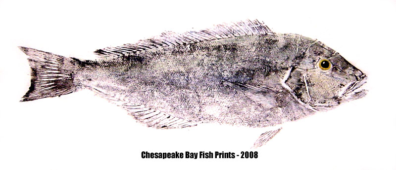 Blueline Tilefish Fishing - Blueline Tilefish art