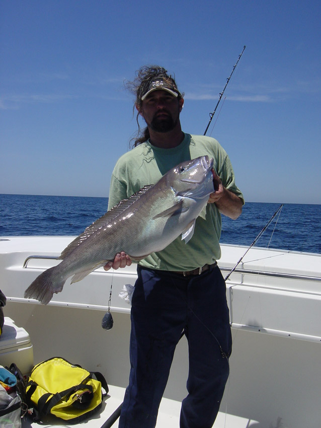 Blueline Tilefish Fishing - Tilefish art