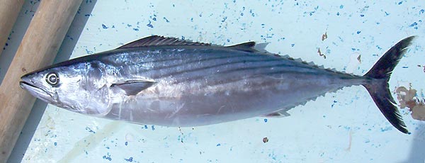 Bonito Fishing - Bonito art