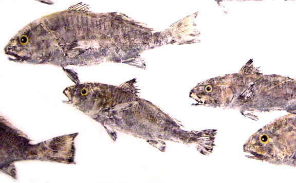 Croaker Fishing - Croaker art