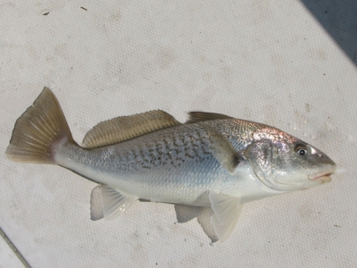 Croaker Fishing - Croaker art