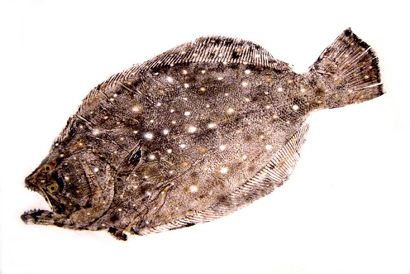 Flounder Fishing - flounder art