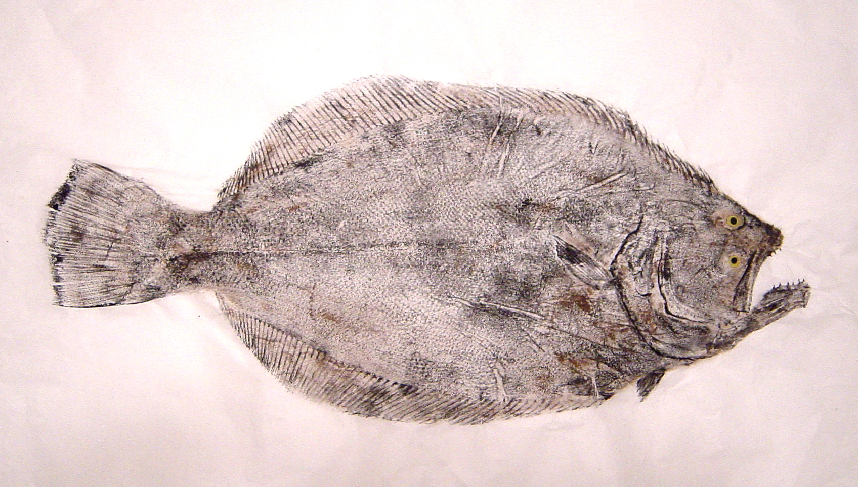 Flounder Fishing - flounder art