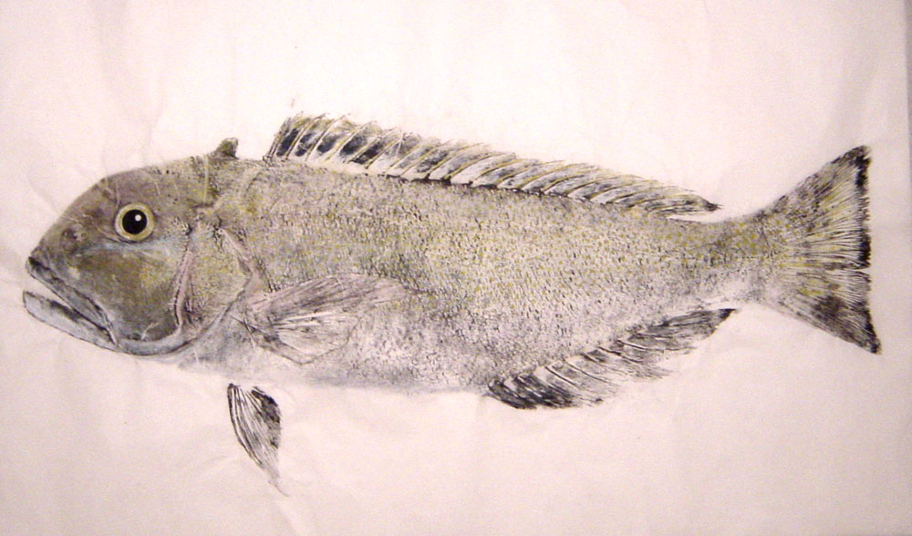 Golden Tilefish Fishing - Golden Tilefish art