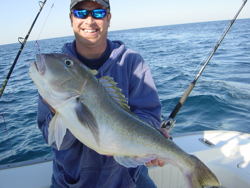 Golden Tilefish Fishing - Golden Tilefish art