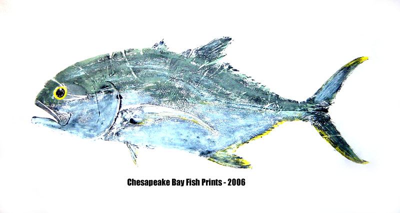 Jack Crevalle Fishing - Jack Crevalle art