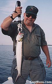 ladyfish Fishing - ladyfish art