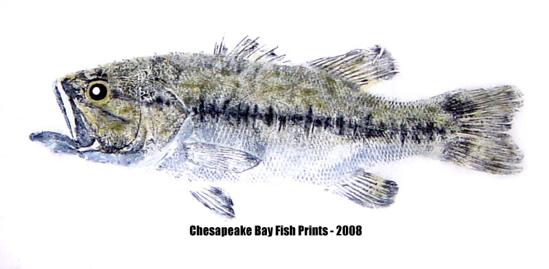 Largemouth Bass Photos and Largemouth Bass Gyotaku Fish Art by