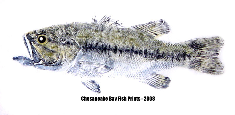Largemouth Bass Fishing - Largemouth Bass art