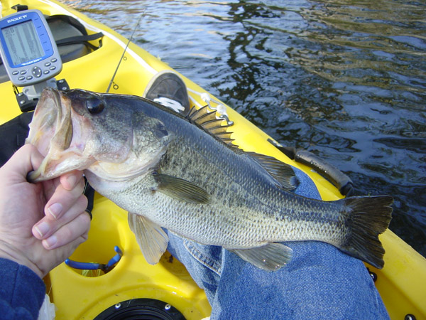 Largemouth Bass Fishing - Largemouth Bass art
