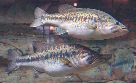 Largemouth Bass fishing in Virginia