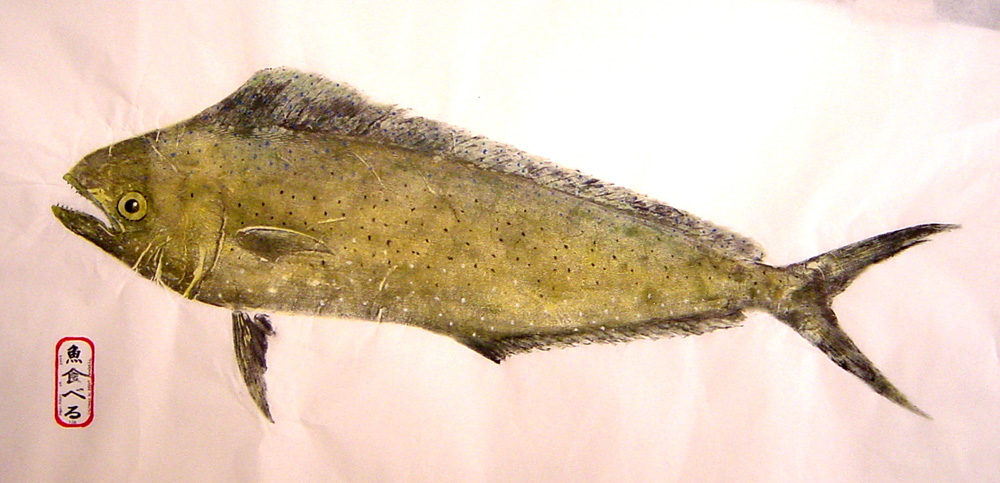 Mahi-mahi fishing - Mahi-mahi art