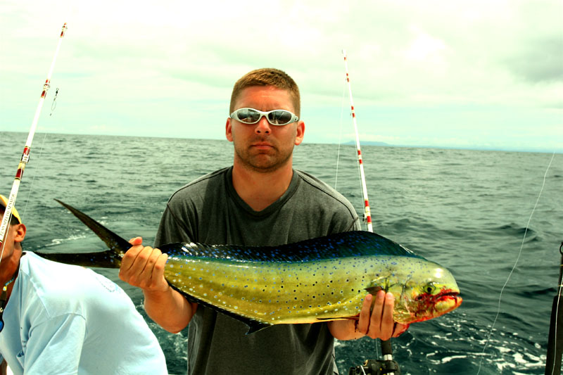 Mahi-mahi fishing - Mahi-mahi art