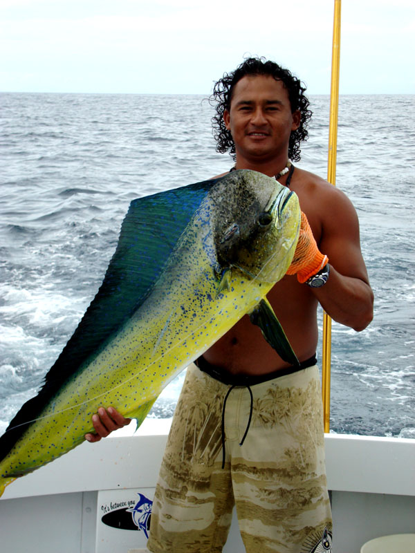 Mahi-mahi fishing - Mahi-mahi art