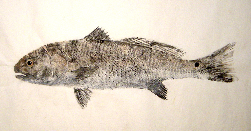 Red Drum Gyotaku Art