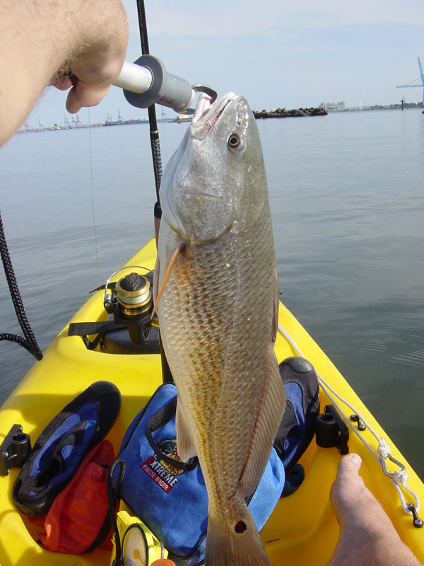 Red Drum Fishing - Red Drum art