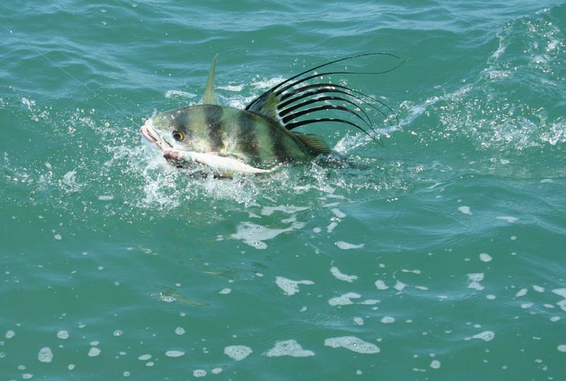 Roosterfish fishing - roosterfish gyotaku - roosterfish art