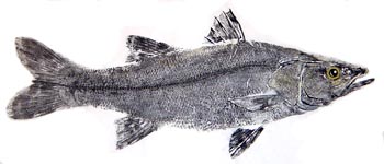 snook fishing photos - snook gyotaku