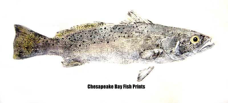 Speckled Trout Fishing - Speckled Trout art