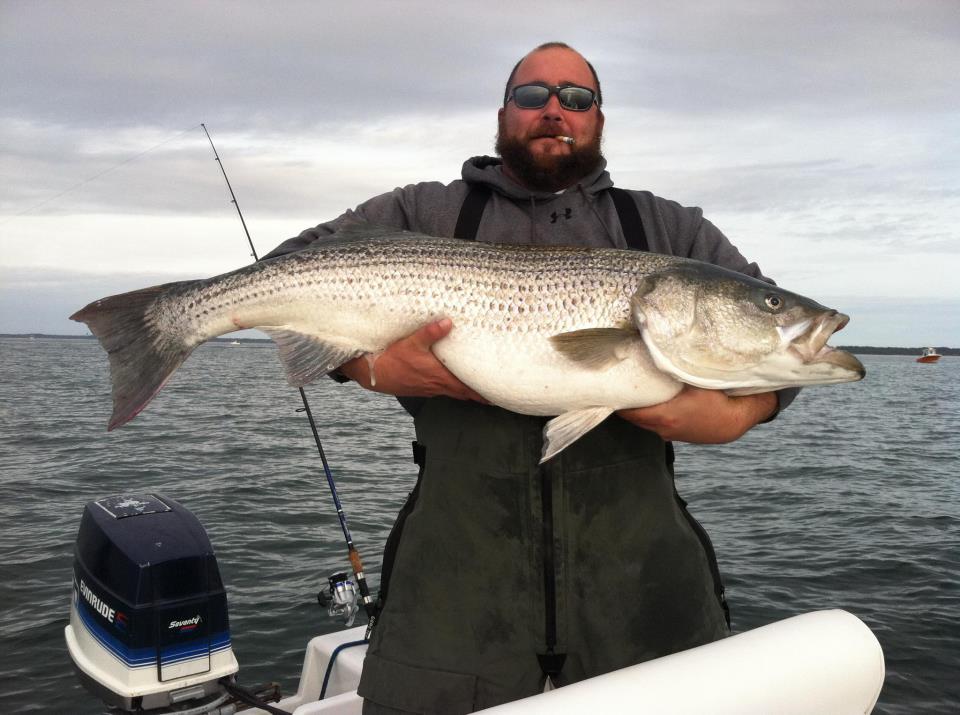 Striped Bass Fishing - rockfish art