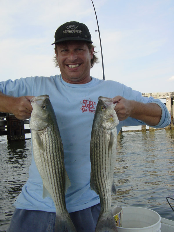 Striped Bass Fishing - rockfish art